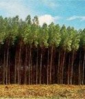 Monoculture d'eucalyptus. © Oliveira Santana