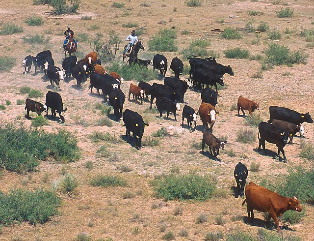 Prairie mexicaine et bétail