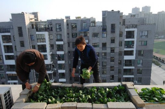Agriculture urbaine en terrasse en Chine.