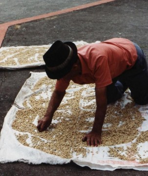 Un fermier colombien trie des grains de café