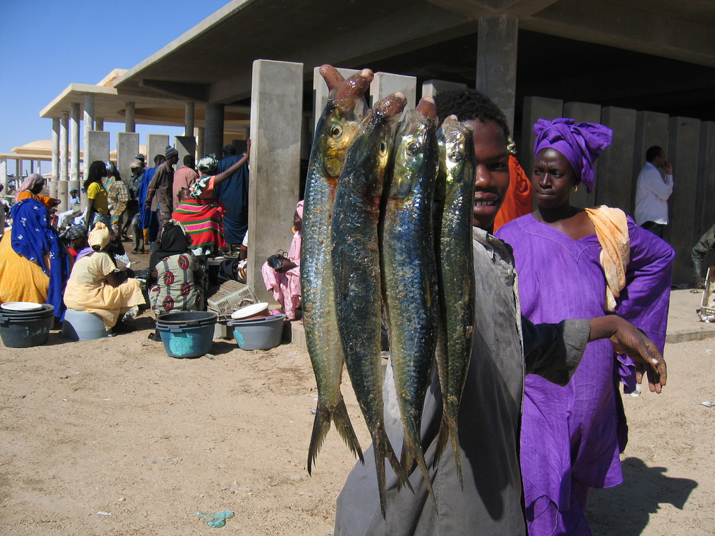 Le marché aux poissons de Nouakchott
