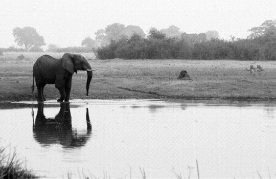 Delta de l'Okavango.