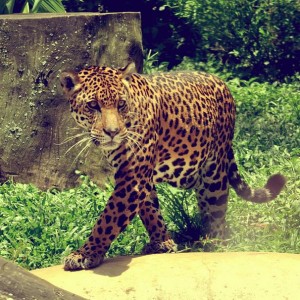 Un jaguar argentin. © Jemps (Flickr.com)