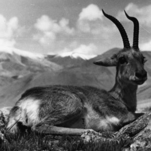 Gazelle du Tibet. © Deutsches Bundesarchiv