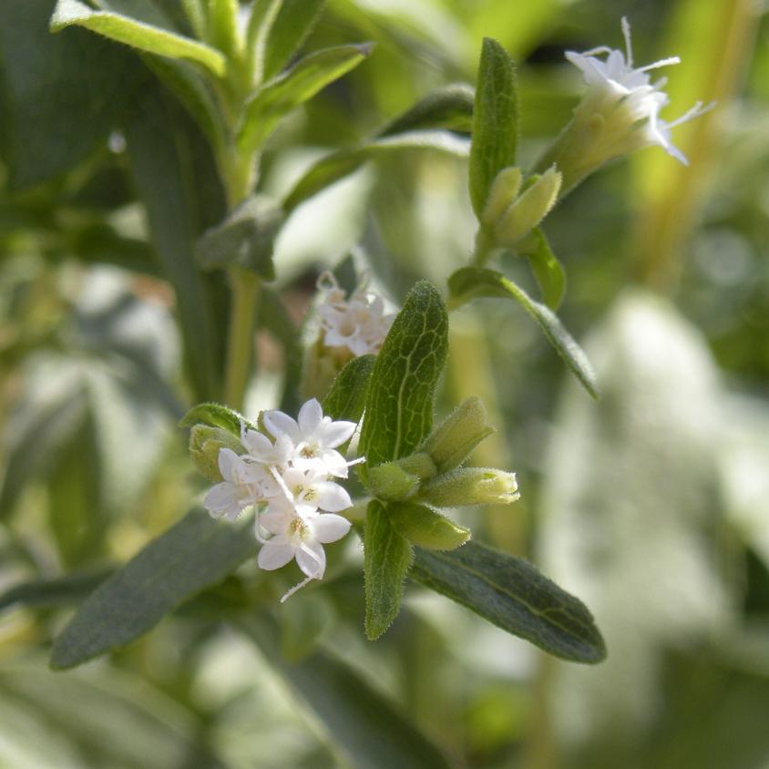 Fleurs de stevia rebaudiana. © Ethel Aardvark