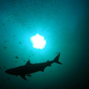 Silhouette de Requin. © TANAKA Juuyoh (Flickr.com)
