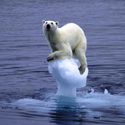 Ours polaire en détresse ! © monado (Flickr.com)