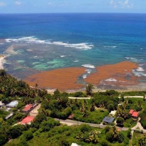 Invasion d'algues brunes en Guadeloupe. © Franck Mazéas (DEAL Guadeloupe)