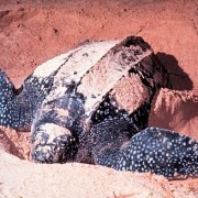 Guyane : Suivre les tortues marines à la trace