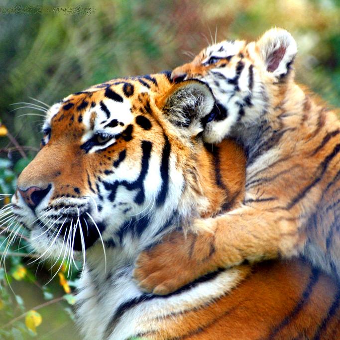 Tigres. © law_keven (Flickr.com)