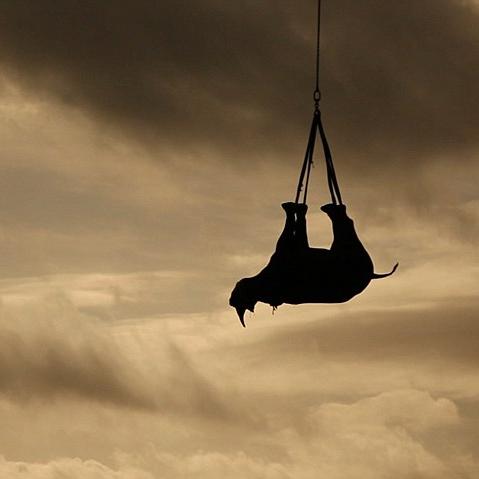 Flying Black Rhino. © Michael Raimondo (WWF)