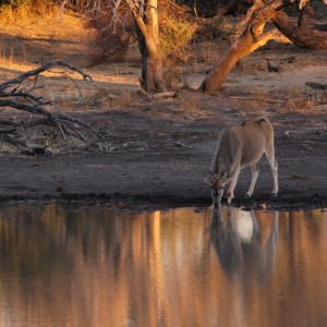 Un éland boit l'eau du Limpopo. © derekkeats (Flickr.com)