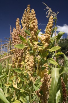 Plant de Quinoa.