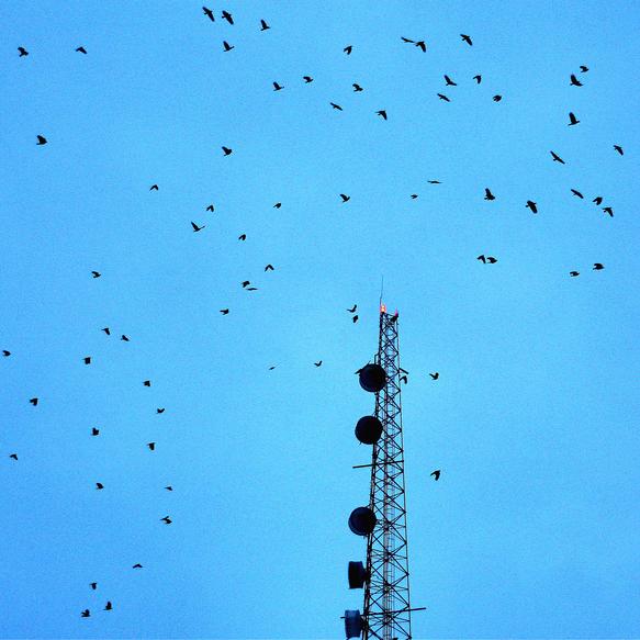 Antenne-relais et oiseaux. © Phil Roeder (Flickr.com)