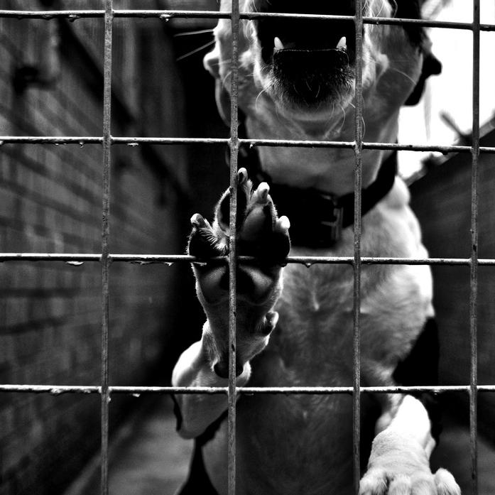 Chien en cage. © overgraeme (Flickr.com)