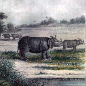 Rhinocéros de Java.