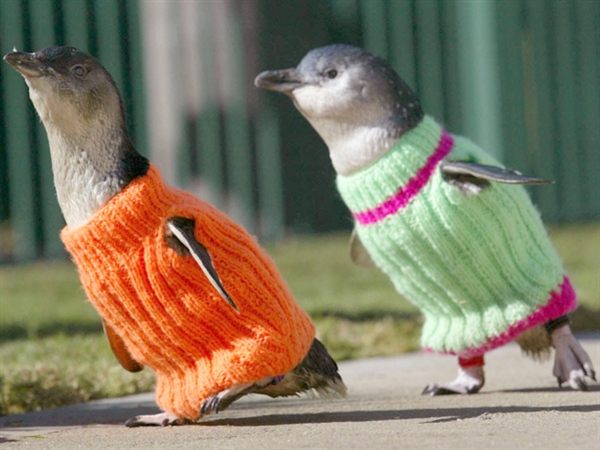 Pingouins habillés.