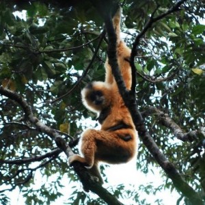 Gibbon de Hainan. © Greenpeace