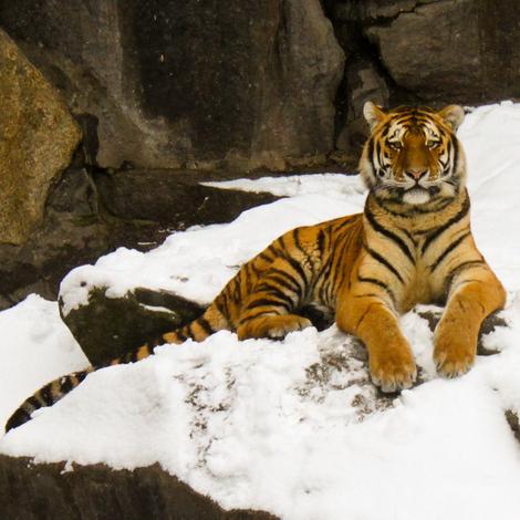 Tigre de Sibérie. © TeryKats (Flickr.com)