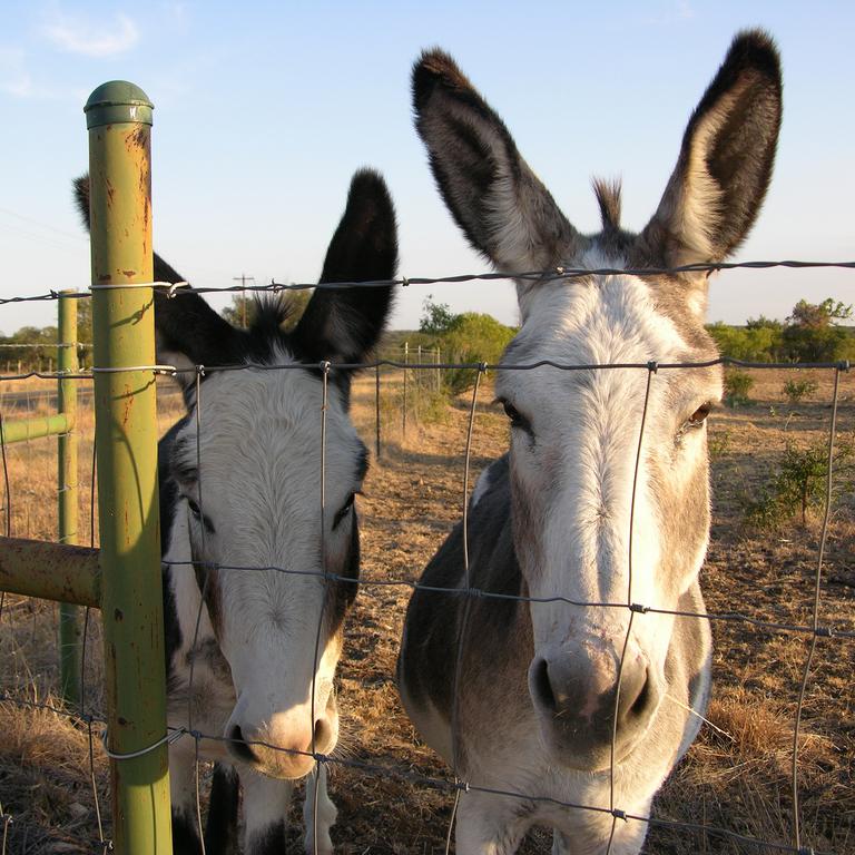 Deux ânes au Texas. © alexfiles (Flickr.com)