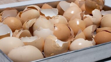 recyclage de coquilles d'œufs